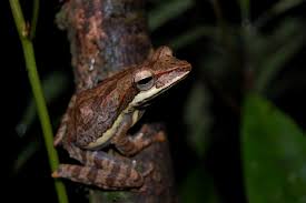 Image result for Triainolepis africana