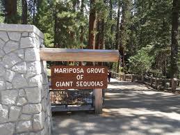 ***the oakhurst best western bus stop to yosemite is located on hwy 41, across the street from the oakhurst best western at the existing mcc bus stop (look for the red curb) the tenaya lodge bus stop to yosemite is located in the timberloft pizzeria parking lot on hwy 41. Wikiloc Picture Of Mariposa Grove Yosemite National Park 1 1