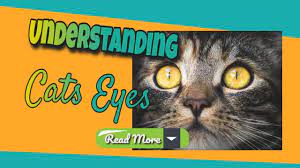 Why Are My Cat S Eyes Dilated All The Time Oldicom Marketing