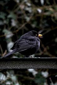 Mon Voisin Chante B Comme Bon Photo Oiseau Animaux Noirs Beaux Oiseaux
