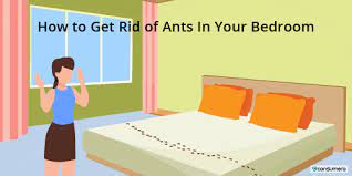 You can now fill in all entry points to your home with caulk or sealant, and clean them thoroughly. How To Get Rid Of Ants In Your Bedroom