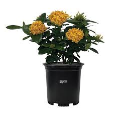 Image result for Ixora seretii