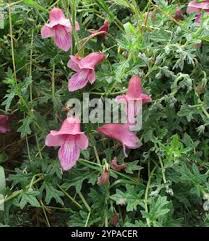 Image result for Dicerocaryum senecioides