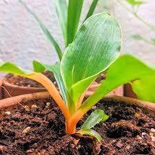 Image result for Chlorophytum affine