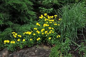 Image result for Nectaropetalum