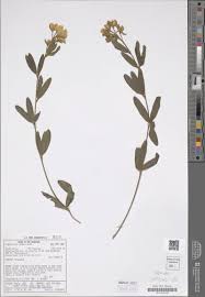 Image result for Vepris fanshawei