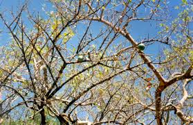 Image result for Strychnos innocua