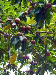 We did not find results for: Chiku Tree Propagating Plants Fruit Tree
