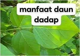 Disamping hal tersebut, daun dadap mengandung berbagai kandungan. Dokter Herbal 23 Khasiat Daun Dadap Serep Untuk Facebook
