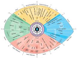 Herbal Picnic Iridology Sclerology Iridology Chart