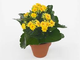 Image result for Kalanchoe rosalina