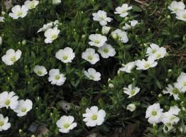 Image result for Acacia arenaria