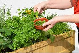 Herbs are typically arranged by height, color, and use with walkways or paths separating beds that are of equal size. 10 Easy Kitchen Herb Garden Ideas To Grow Culinary Herbs