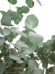 Eukalyptus Cinerea Silber Grun Bestellen Eukalyptus Hochzeit Brautstrauss Eukalyptus