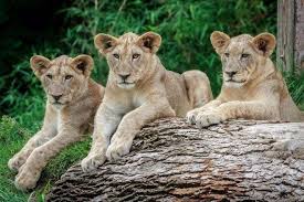 The cincinnati zoo opened in 1875, making it one of the longest running zoos in the united states. Cincinnati Zoo And Botanical Garden Is One Of The Very Best Things To Do In Cincinnati