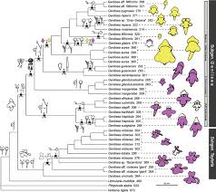 Image result for Genlisea africana