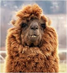 Names of males, females, babies, and groups of animals, gender of animals. Ffffound E V E R Y T H I N G Buamai Unusual Animals Funny Animals Animals