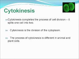 Check spelling or type a new query. Cell Growth And Division 10 1 Cell Growth
