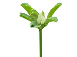 Image result for Trigonella