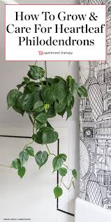 The Heartleaf Philodendron Is Harder To Kill Than To Keep Alive In 2020 Philodendron Plant Plants Philodendron