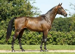 haras de hus chance de hus french saddle bred selle francais photos de chevaux beaux chevaux