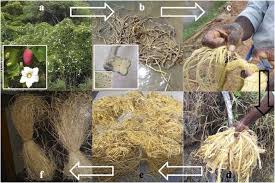 Image result for Cyphostemma heterotrichum