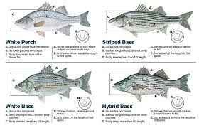 good comparison of similar looking bass striped bass white