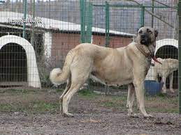 kangal turk turkiye nin kangali kangal kopegi turkler