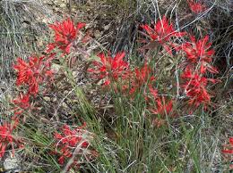 Flowers in oregon and washington. Parasitic Plants Of Oregon Pacific Northwest Pest Management Handbooks