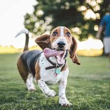 Veterinarian in chula vista, california. The Pet Clinic 39 Reviews Veterinarians 3326 Main St Chula Vista Ca United States Phone Number