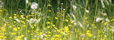 Obituary for Ramza Saud Kassees