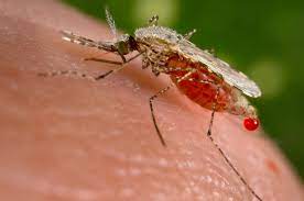 Vector Epidemiology Wikipedia