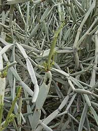 Image result for Cissus bathyrhakodes