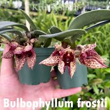 Image result for Bulbophyllum X chikukwa