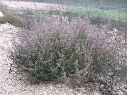 Image result for Salsola