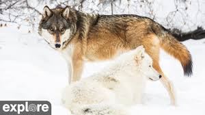 Welcome to the wolf group. International Wolf Center North Camera Powered By Explore Org Youtube