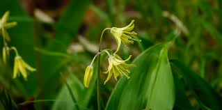 The flowers can look differently, and can be pink, yellow, white, or they can have stripes or a splotchy effect. Clintonia Clintonia Borealis Blue Bead Lily