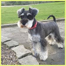 Schnauzer Haircut 207945 Mouse With Probably The Best
