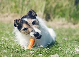But why exactly are carrots so good for our dogs? Can Dogs Eat Apples Safe Dangerous Fruits Vegetables
