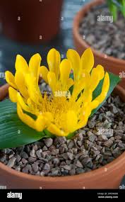 Image result for Daubenya