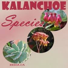 Kalanchoe Species The More The Merrier Species Planting Succulents Cacti And Succulents