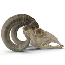 Goat Skull 3d Model In 2020 Goat Skull Skull Skull Drawing