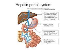 Catechins also cause blood vessel cells to release nitric oxide, which increases the size of the blood vessels, leading to improved blood flow, she explains. Pin On Ch 20 Blood Vessels And Circulation