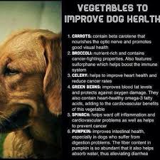 Pin By Bonnie Bloom On Pups Dog Health Dog Care Dogs