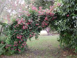 Bleeding Heart Vine On Arbor Made From Podicarpus Branches Bleeding Heart Vine Bleeding Heart Plants