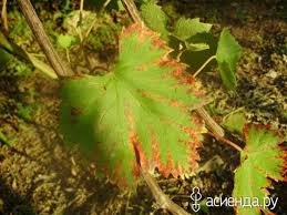 Image result for Pseudopeziza tracheiphila