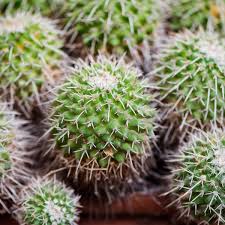 Just a couple of times per year will do. Looking Sharp How The Cactus Became The World S Most Wanted Plant Homes The Guardian
