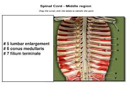 A fracture is a broken bone. 32 Drag The Labels Onto The Diagram To Identify The Parts Of A Knee Jerk Reflex Wiring Diagram Database