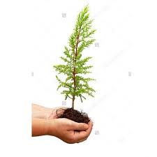 You can even just grow if you plant a sapling, you can dig it up and move it. Cypress Tree Sapling For Decoration Rs 10 Piece Srs Farm And Nursery Id 15871055173