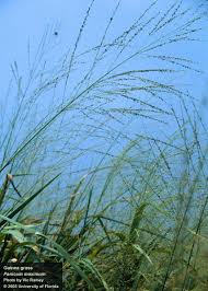 Image result for Panicum maximum